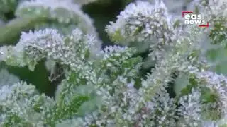 Frost forms on plants in Munnar & Idukki as temperature drops below zero degree Celsius | Eastnews