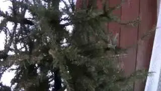 Watching RepoNut and taking the tree down.