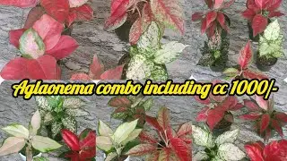 Aglaonema combo including cc 1000/- contact no 7558048200