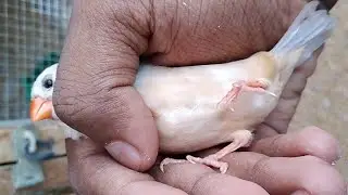 Mutation Finch ke New Pairing Ki || Pair Ko Change bhi kya ||