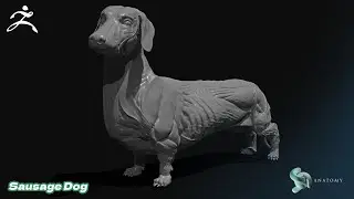 Sausage Dog Dachshund Anatomy In Zbrush