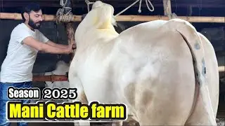 Mani Cattle Farm 2025 - Dangerous Bulls - Fateh Jang Bulls 2025 - Biggest Fateh Jang Bulls 2025