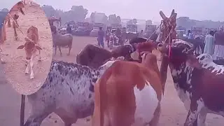 Heavy cow and cute baby cow at maveshimandi for sale // very low price // rates update