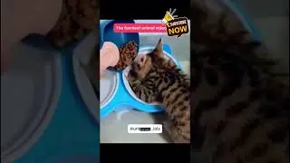 You Won&rsquo;t Believe How Fast These Cats Wake Up for Food😹 #funnycats  #CatLovers