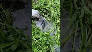 Fish Trap in the Grass #fishing
