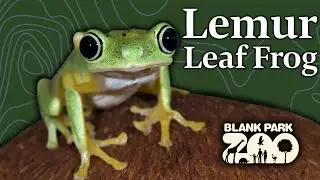 Lemur Leaf Frogs Sneak Peak | Giving Tuesday 2023