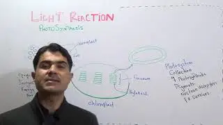 Light Reaction by Dr Hadi