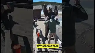 Grizzly Bear rushes the geyser boardwalk as the exit is blocked #grizzlybear