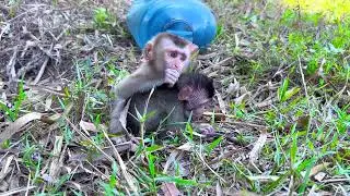 Help Me 😭 #littlemonkey #poormonkey #cutemonkey #petmonkey #monkey #animal