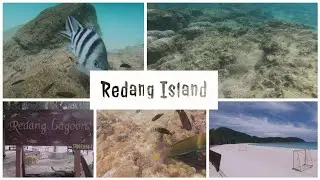 Discover the Magic of Redang Island's Underwater World through Snorkeling