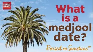 What is a Medjool Date? - Welcome to Natural Delights