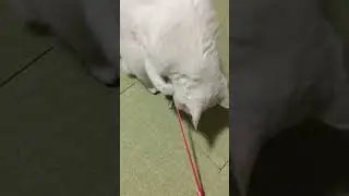 白いニャンコの夜中のおもちゃ遊びFluffy White Cat's exercise time #cat #猫 #dailyvlog #catlover #ねこ #ねこじゃらし #fluffycat