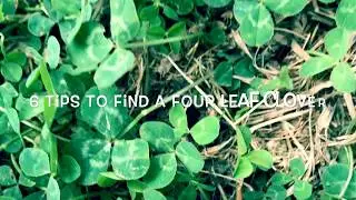 6 tips on how to find a four leaf clover