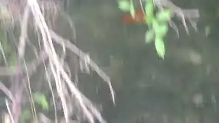 Here's a BIG fish. Too bad the great blue heron doesn't see it too. in The Villages, Florida