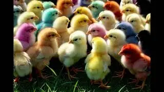 The Most Colorful Chicks in the Grass! 🌈 (Listen to the Sound!) 🎧 #Shorts