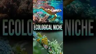 Ecological Niche