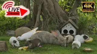 🔴 Cat TV Blossom LIVE – Spring Birds & Rabbits | Relaxation for Cats in 4K