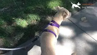 Adeline is a leash reactive dog learning to walk well on a leash