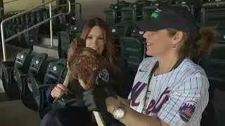 Citi Field named best baseball stadium food in 2024
