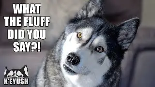 Why I Can NEVER Say My Husky&rsquo;s Best Friend&rsquo;s Name! He's So Shocked!
