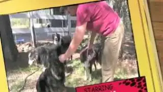 Lydia NorCal Aussie Rescue