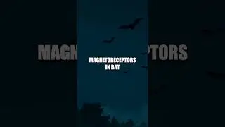 Magnetic Minds: How Bats Navigate by Earth&rsquo;s Field