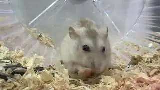 My YELLOW PUDDING HAMSTER! More than one year old on us and shes still very healthy!