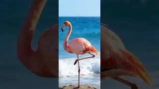 # Short video from the photographers # most beautiful birds photos part 1 🤗👍💯