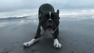 Why do dogs bark at vehicles?
