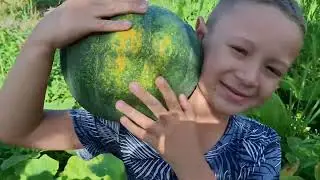 JESSÉ NECO COLHENDO ABÓBORA
