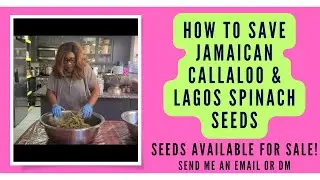 How To Easily Save & Store Jamacian Callaloo & Lagos Spinach Seeds | Callaloo & Shoko Seeds On Sale.