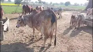 pure cholistani cow!