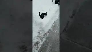 Snowball kitty