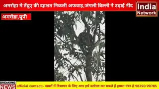 Amroha,news नौगांवा क्षेत्र के गांव चमरौवा मे तेंदुए की दहशत निकली अफवाह, जंगली बिल्ली ने उड़ाई नींद