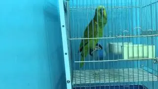 بلوفرنتد جاكو كبتن كلام. 0598917767