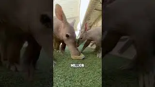 Aardvark #shortvideo #animals #cute #funny