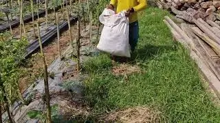 THE SECRET NATURAL FERTILIZER METHOD THAT BOOSTS PAPAYA GROWTH! - Agriculture Farming