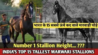 INDIA'S TOP 15 TALLEST MARWARI STALLIONS !!भारत के 15 सबसे ऊंचे कद वाले मारवाड़ी घोड़े !