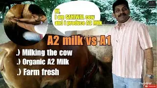 Only Farm which sells A2 MILK | Tarini Farms | ORGANIC MILK |Amar Colony | New Delhi