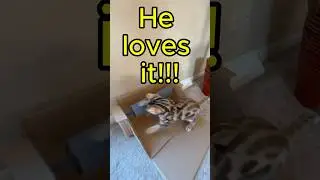 DIY Cat Toy Using Cardboard - Easy & Fun Kitty Crafts
