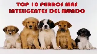 LOS  PERROS MAS INTELIGENTES DEL MUNDO | TOP 10 |