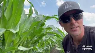 Do Corn Tillers Impact Yield? | Pioneer Agronomy  🌽