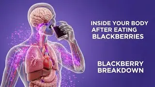 How Blackberries Affect Your Brain, Heart & Gut | Full 3D Anatomy Video#healhtyfood