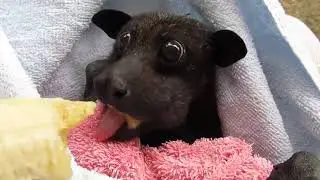 morcego comendo banana