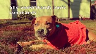 Merea - One Love Animal Rescue, Savannah GA