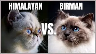Himalayan Cat VS. Birman Cat