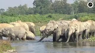 A Thirsty Herd Of Elephants Drinking Water From A River | Assam | Chapter 40