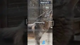 Top 8 Animals with Amazing Communication Skills #shorts #animalcommunication #smartanimals