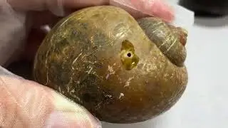 What Happens When You Drill an Apple Snail and Add Water Babies? Crazy Experiment!