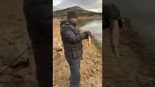 konya altınapa takoz perch avi